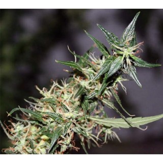 Mango Haze 15 u. reg. Mr. Nice