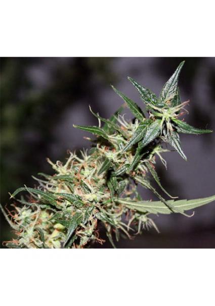 Mango Haze 15 u. reg. Mr. Nice