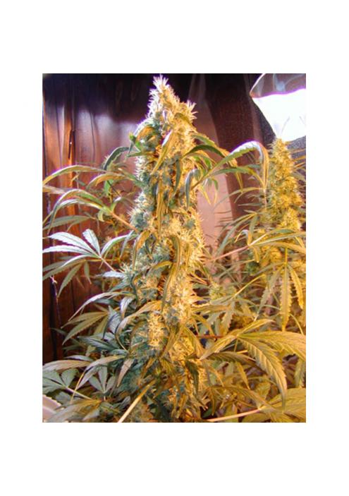 Mango Widow 15 u. reg. Mr. Nice