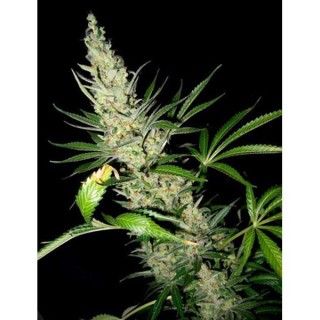 Master Kush x Skunk 15 u. reg. Mr. Nice