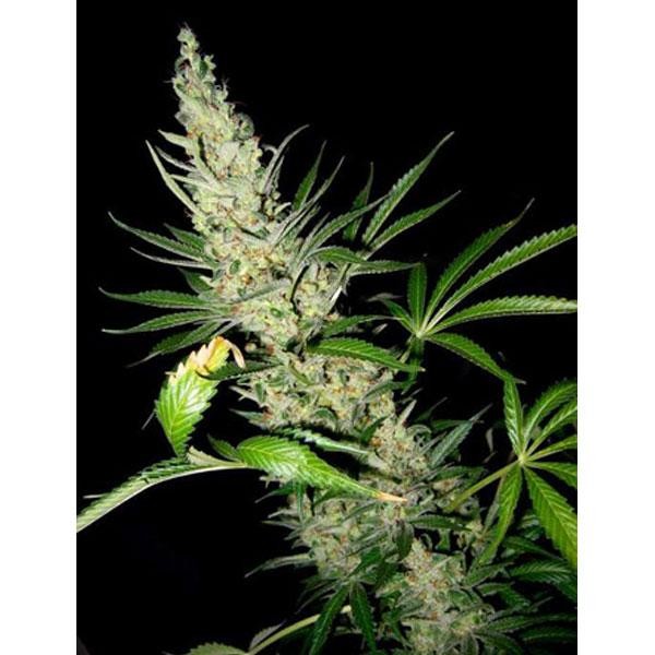 Master Kush x Skunk 15 u. reg. Mr. Nice