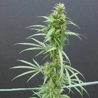 Neville's Haze 15 u. reg. Mr. Nice