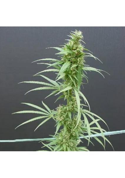 Neville's Haze 15 u. reg....