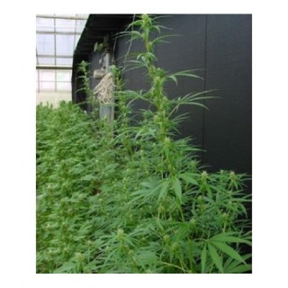 Neville's Haze Mango (Nevilles's Haze x Mango) 15 u. reg. Mr. Nice Ed. Limitada