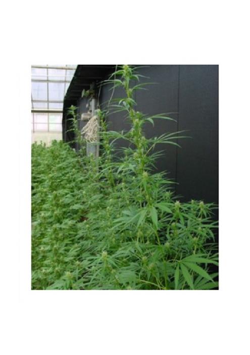 Neville's Haze Mango (Nevilles's Haze x Mango) 15 u. reg. Mr. Nice Ed. Limitada