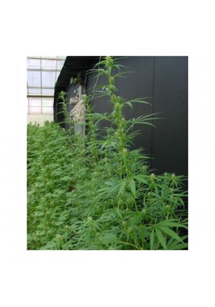 Neville's Haze Mango...