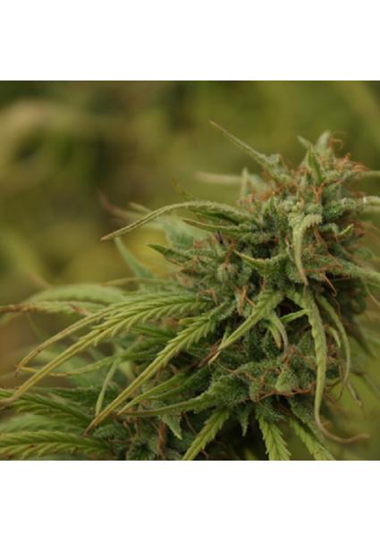 Neville's Skunk (Neville's...