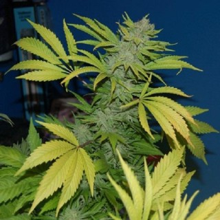 NHS-National Health Service (NL5 / Haze x Skunk) 15 u. reg. Mr. Nice Ed. Limitada