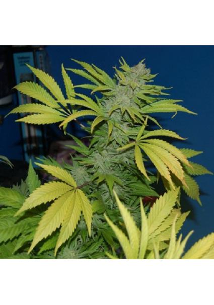 NHS-National Health Service...