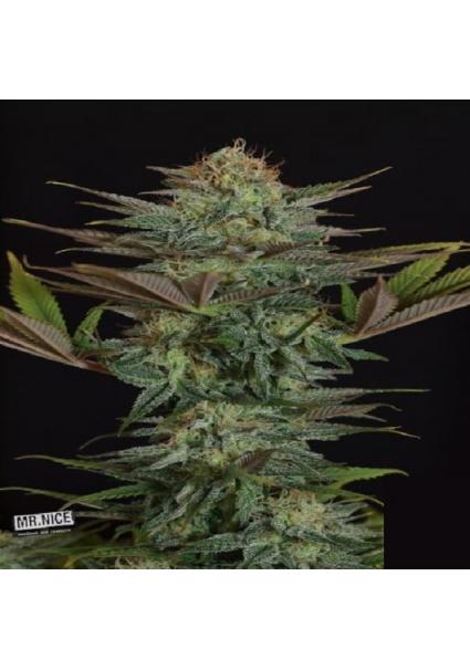 NL5 Skunk 15 u. reg. Mr. Nice