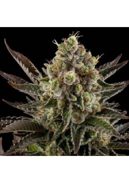 Nordle 15 u. reg. Mr. Nice