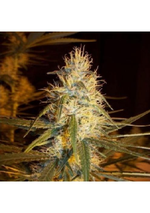 Pink Floyd (CM x HZ (AC)) 15 u. reg. Mr. Nice Ed. Limitada