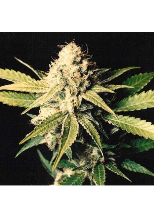 Shark Shock 15 u. reg. Mr. Nice