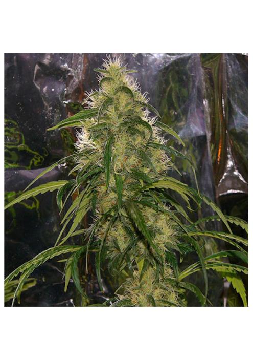 Shit 15 u. reg. Mr. Nice