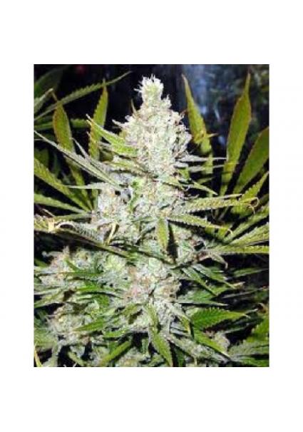 Skunk Haze 15 u. reg. Mr. Nice