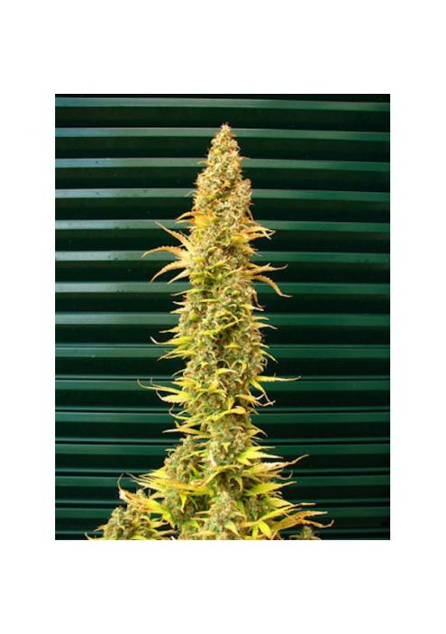 Spice 15 u. reg. Mr. Nice