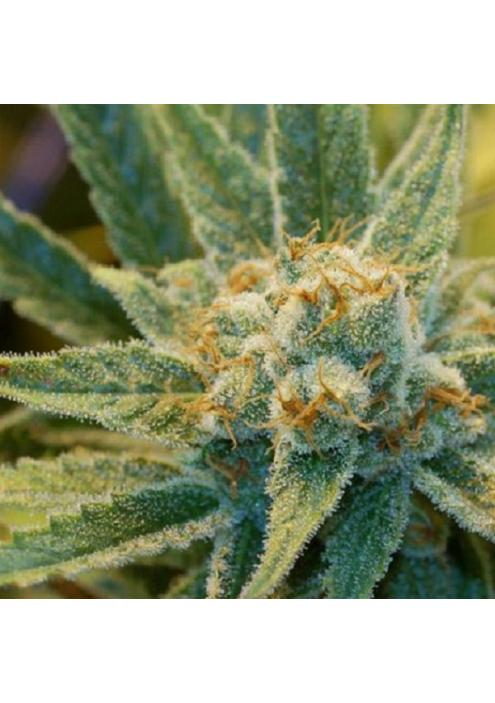 Super Silver Haze 15 u. reg. Mr. Nice