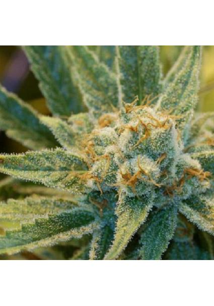 Super Silver Haze 15 u....