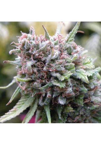 The Cure (AF/SK x HZ (AC))...