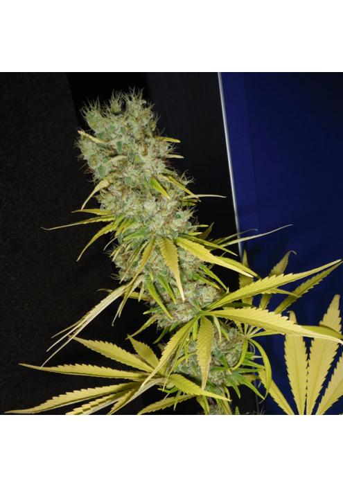 The Stones (MK/SK x HZ (AC)) 15 u. reg. Mr. Nice Ed. Limitada