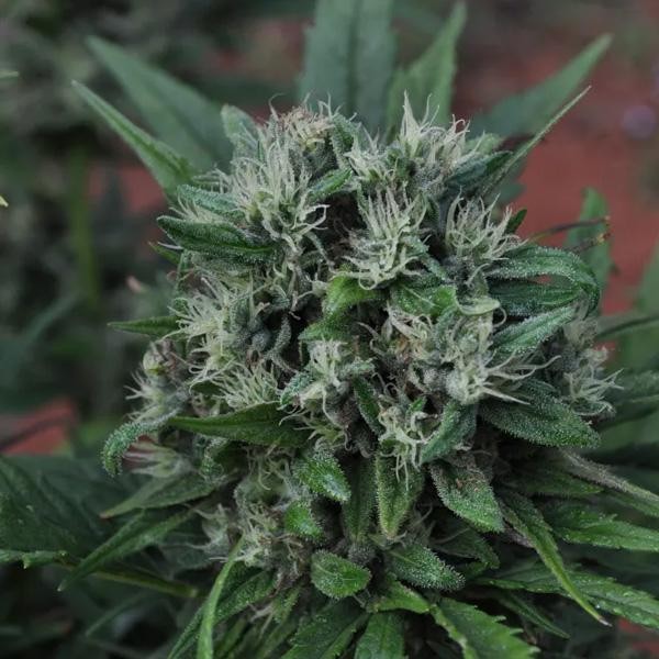 U2 (EQx HZ (AC)) 15 u. reg. Mr. Nice Ed. Limitada