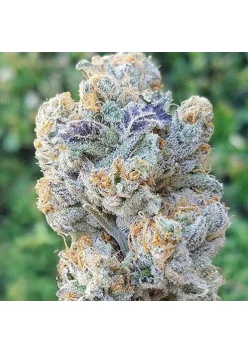 Slurricane 3 u. fem In House Genetics