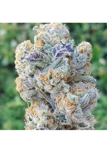 Slurricane 3 u. feminizada...