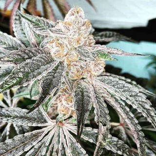 33rd Degree 3 u. feminizada In House Genetics