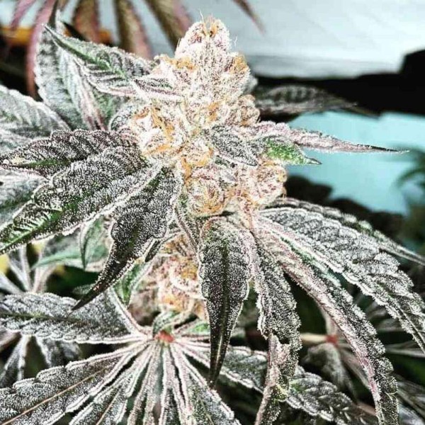 33rd Degree 3 u. feminizada In House Genetics