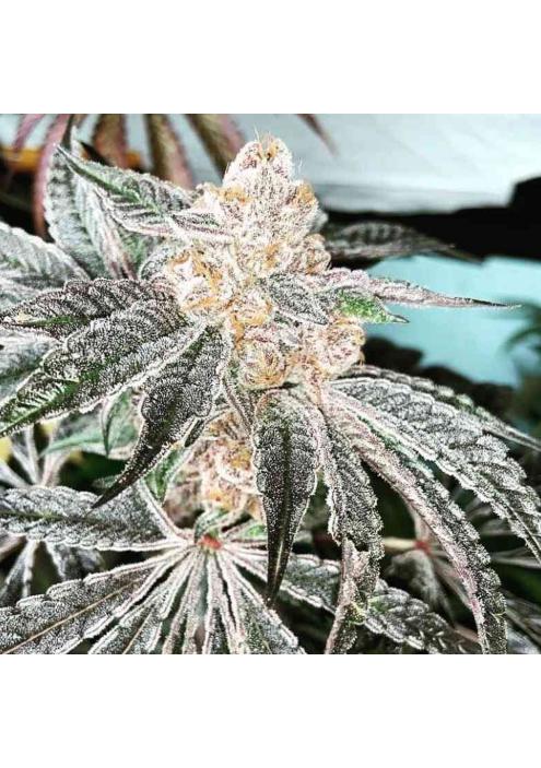 33rd Degree 3 u. fem In House Genetics