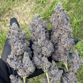 Bananacane 3 u. fem In House Genetics