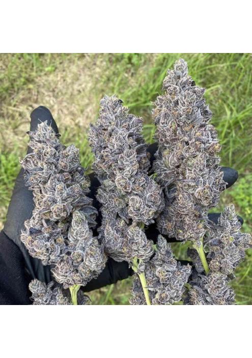 Bananacane 3 u. feminizada In House Genetics