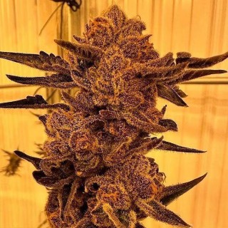 Black Cherry Flambe 3 u. fem In House Genetics