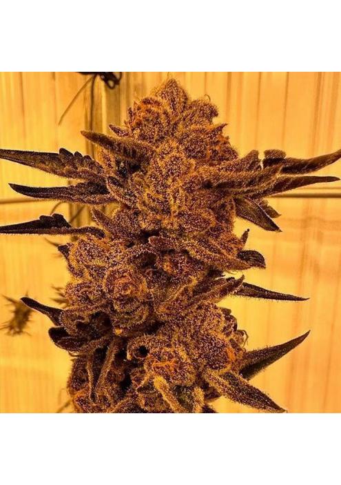 Black Cherry Flambe 3 u. feminizada In House Genetics