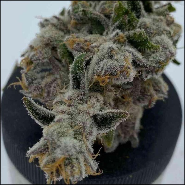 Cakes N Cream 3 u. feminizada In House Genetics