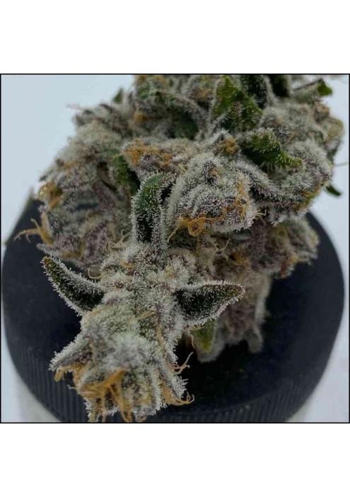 Cakes N Cream 3 u. fem In House Genetics