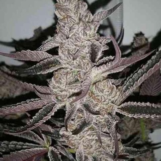 Crystal Cookies V2 3 u. fem In House Genetics