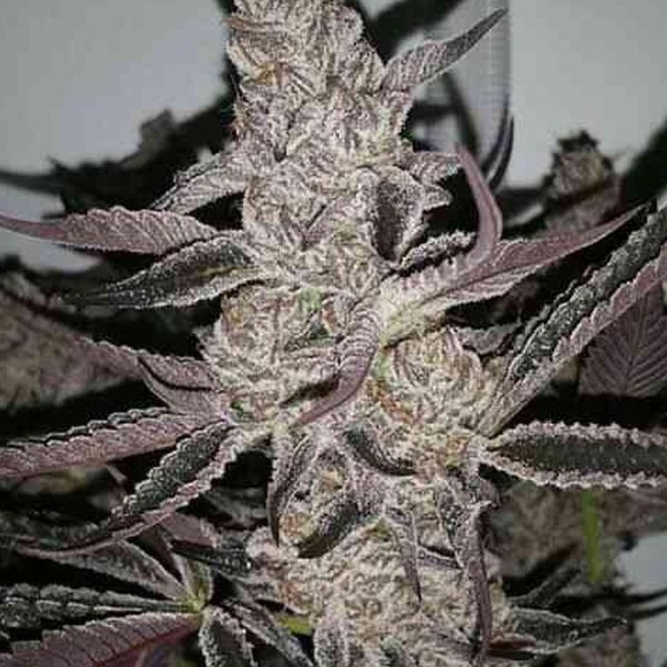 Crystal Cookies V2 3 u. feminizada In House Genetics