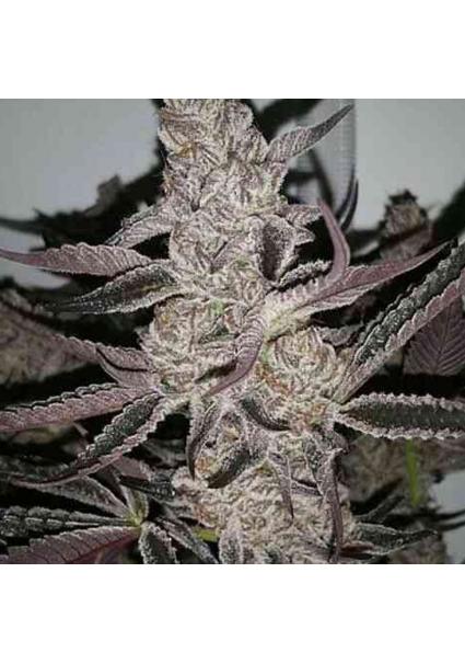 Crystal Cookies V2 3 u. fem...