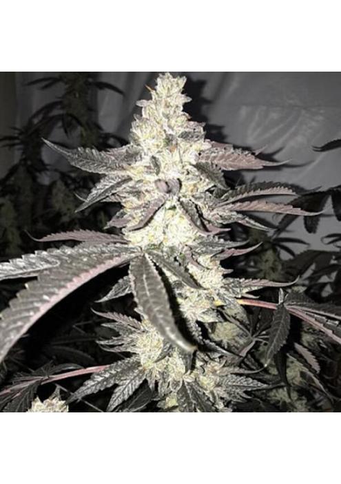 Dolato S1 3 u. fem In House Genetics