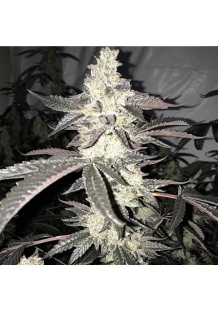 Dolato S1 3 u. feminizada...