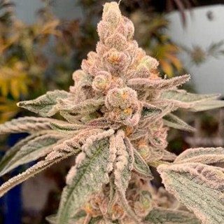 Dream Candy 3 u. fem In House Genetics