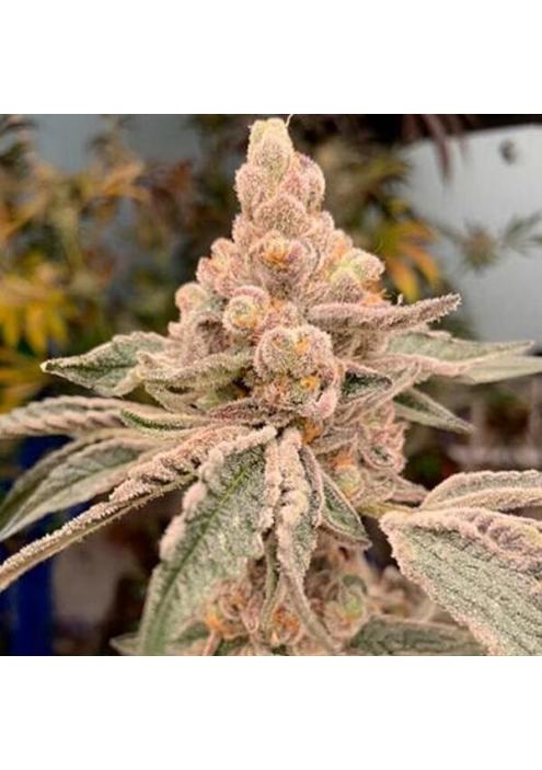 Dream Candy 3 u. fem In House Genetics