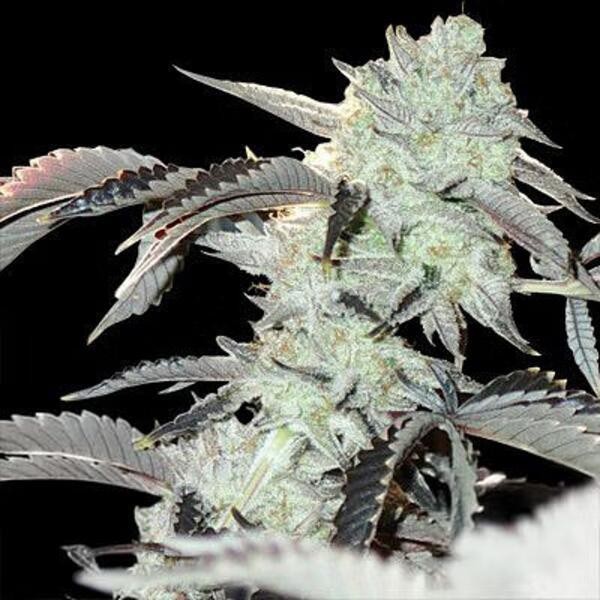 Frozen Gelato 3 u. feminizada In House Genetics