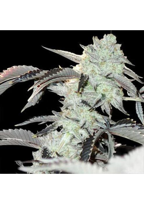 Frozen Gelato 3 u. feminizada In House Genetics