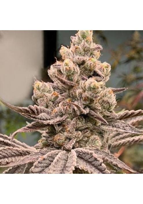 Frozen Grapes 3 u. fem In House Genetics