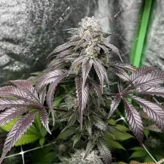 Garlic Storm 3 u. fem In House Genetics