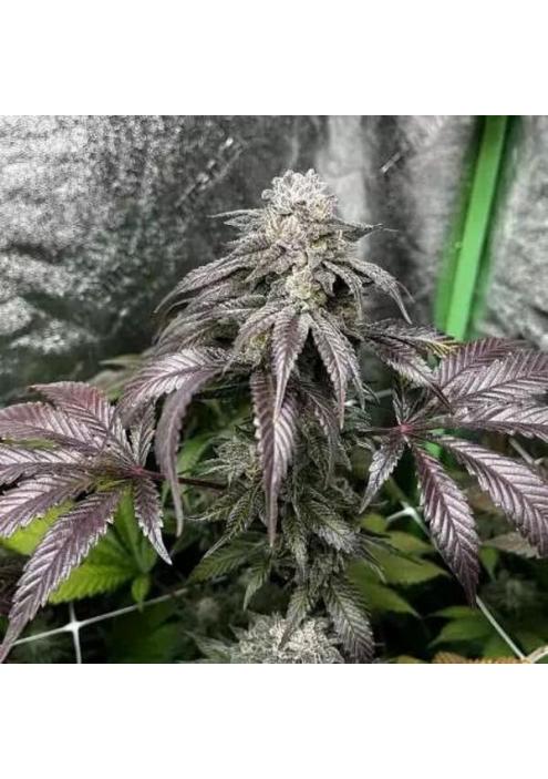 Garlic Storm 3 u. feminizada In House Genetics