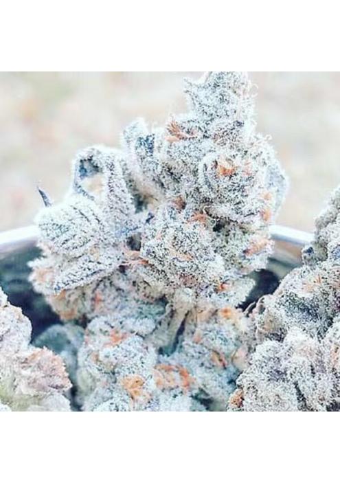 Jelly Breath S1 3 u. fem In House Genetics