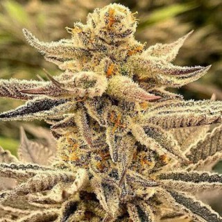 Platinum Dosi 3 u. fem In House Genetics